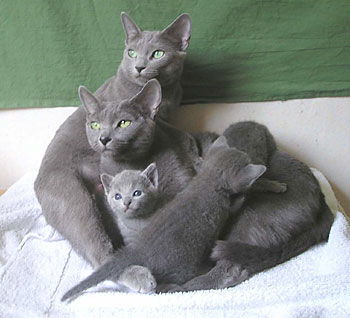 Pepsi, her daughter Kia and Kia's three kittens