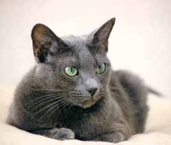 Verdens smukkeste kat : Ofelia