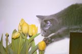 Playing with tulips