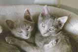 Both kittens 10.01.03