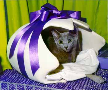 Zenit, the Easter kitten
