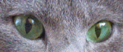 Sararntoyas grønne øjne